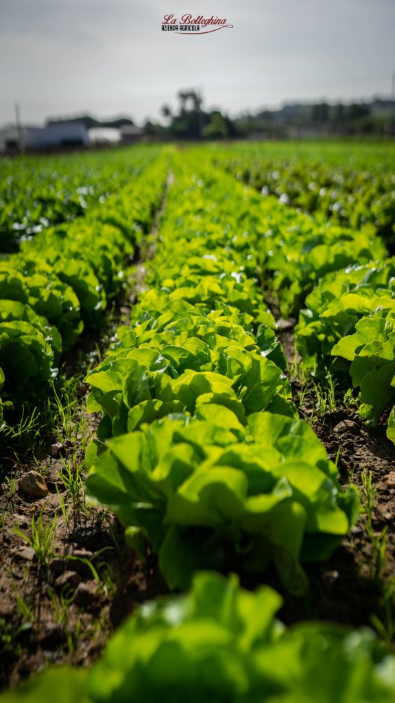 Campo di lattuga dell’azienda agricola a Sestu