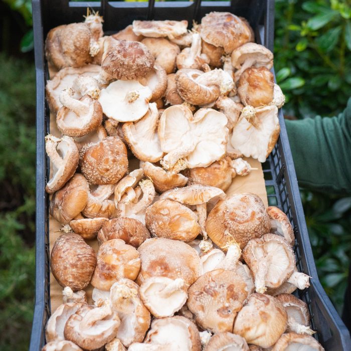 Funghi
