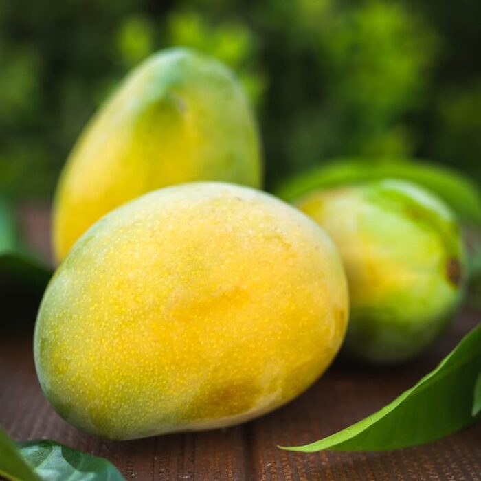 Mango