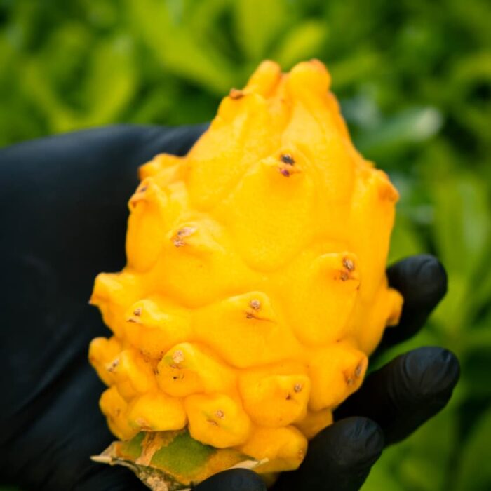 Pitaya gialla