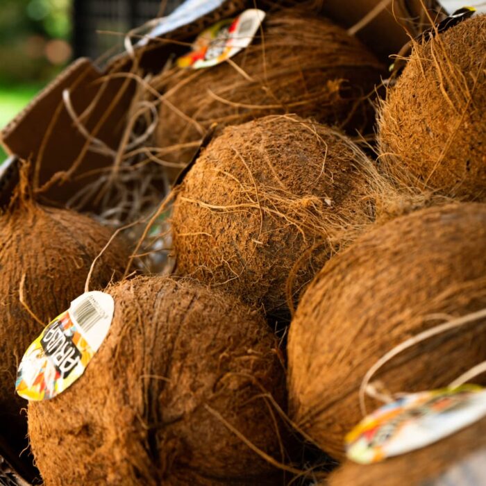 Cocco