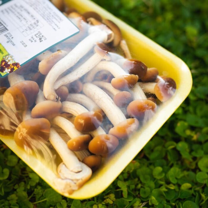 Funghi pioppini