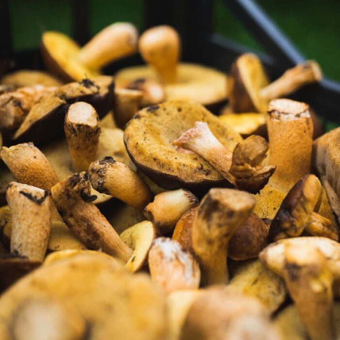 Funghi di stagione