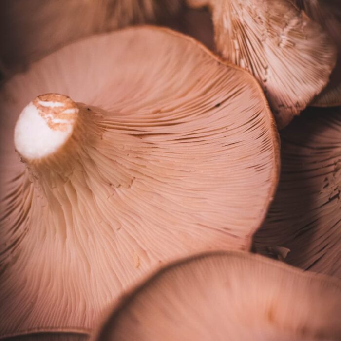 Champignon