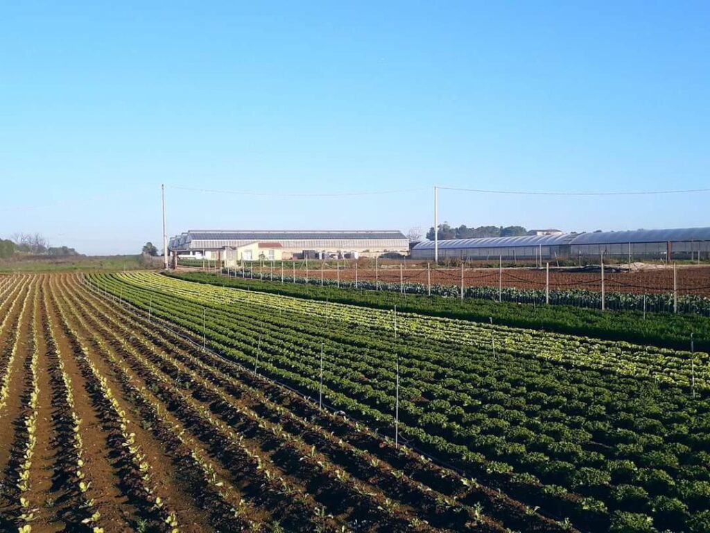 I campi dell’azienda agricola a Sestu
