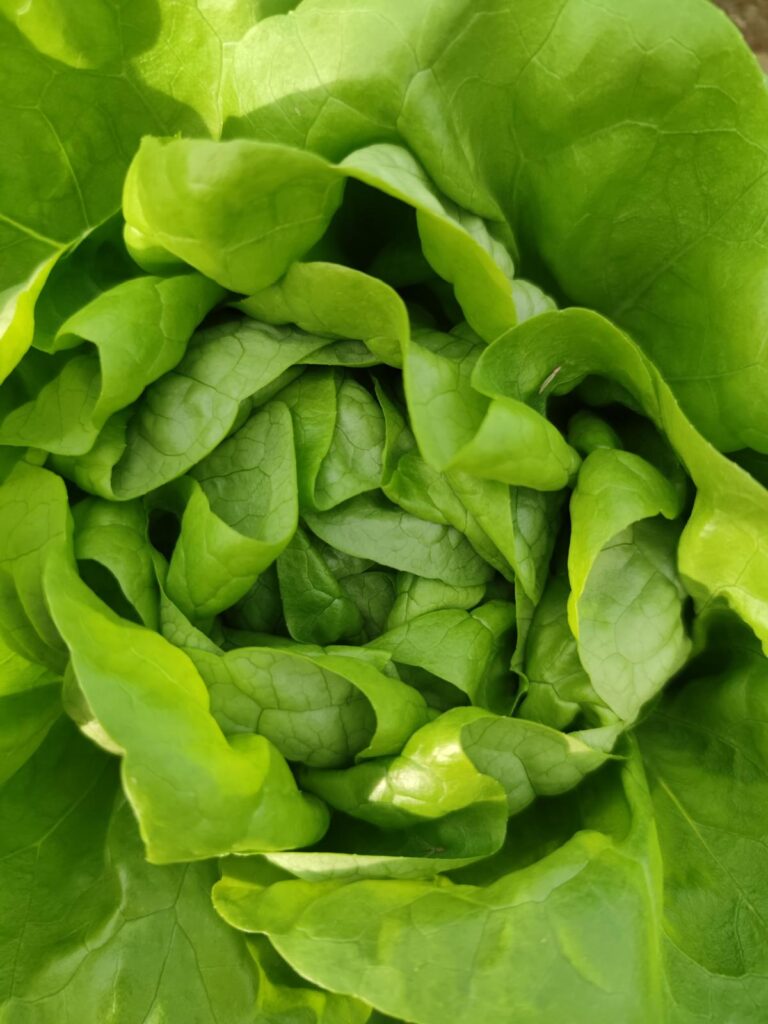Cespo di lattuga