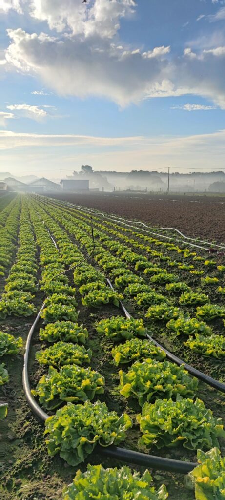 Campo di lattuga al mattino