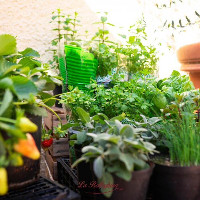 Piante aromatiche