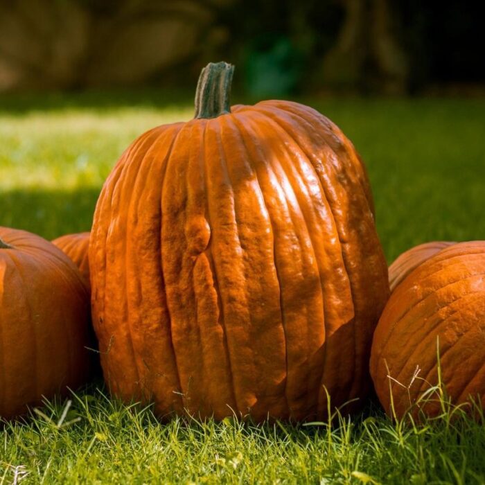 Zucca