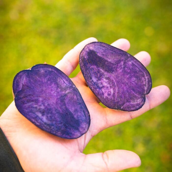 Patate viola