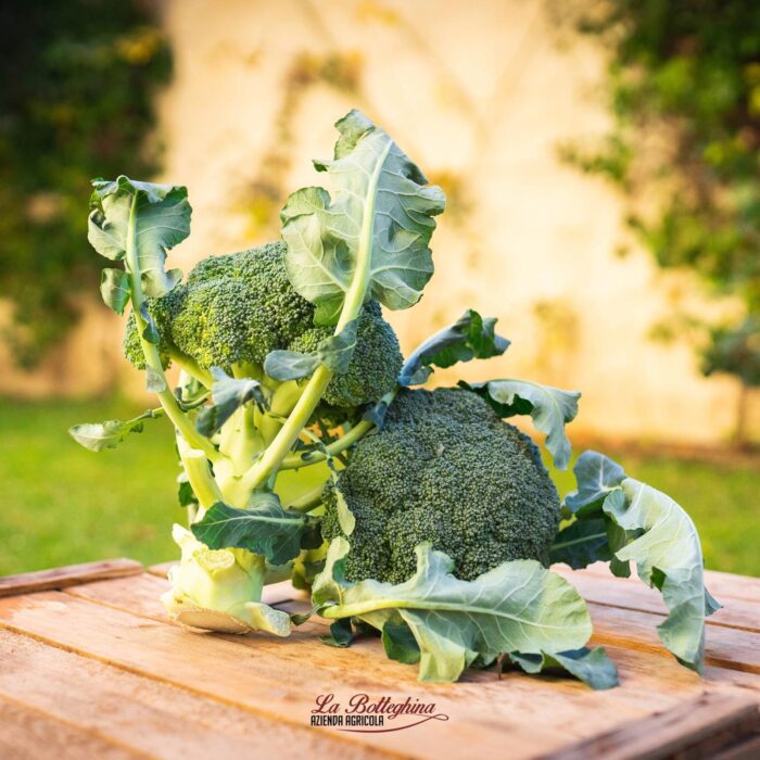 Broccoli