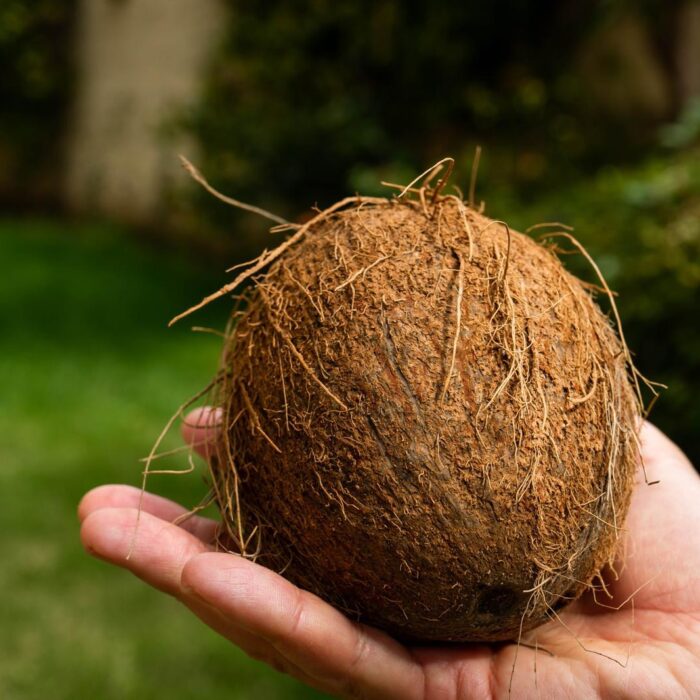 Cocco
