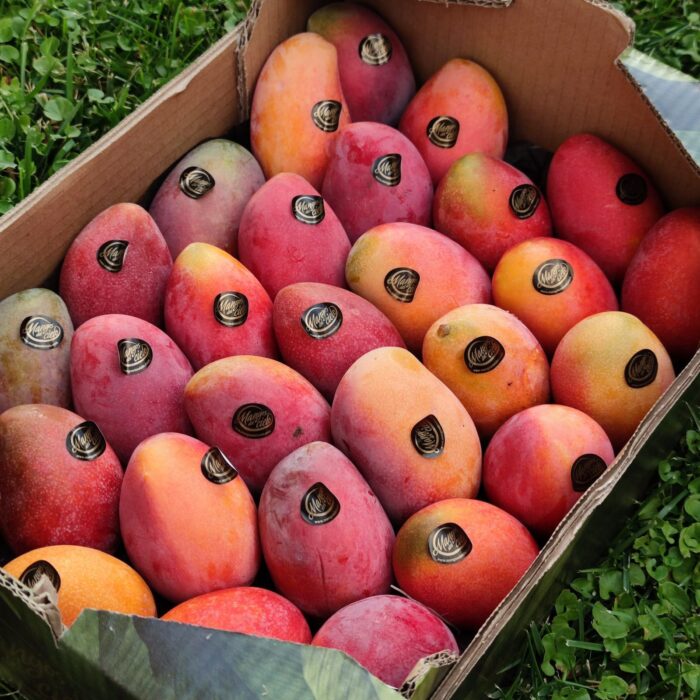 Mango