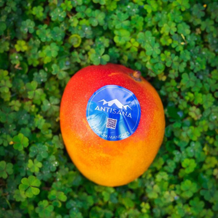 Mango via aerea