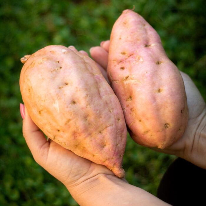 Patate dolci