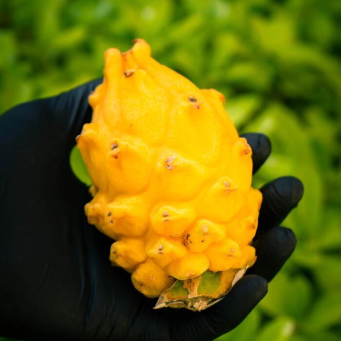 Pitaya gialla