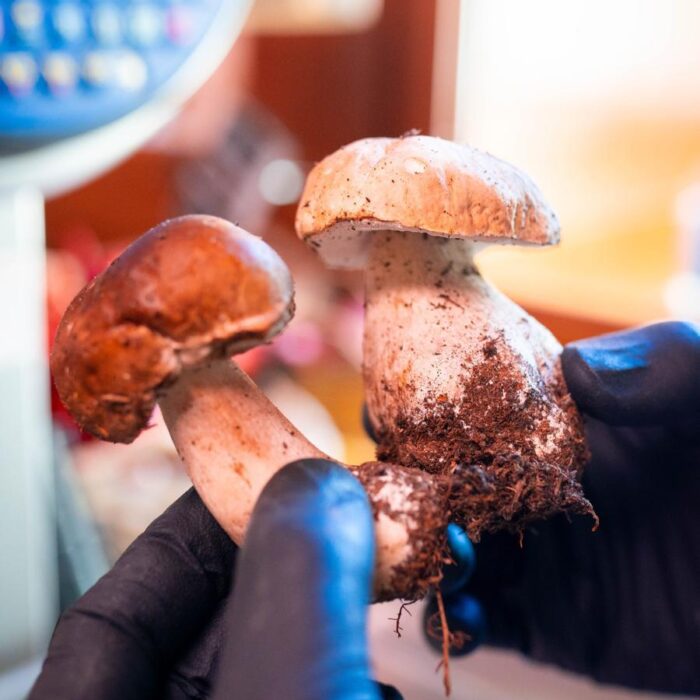 Funghi porcini