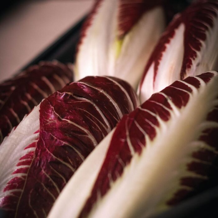 Radicchio