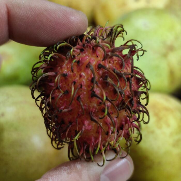 Rambutan