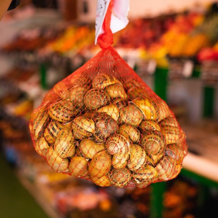 Rigatella