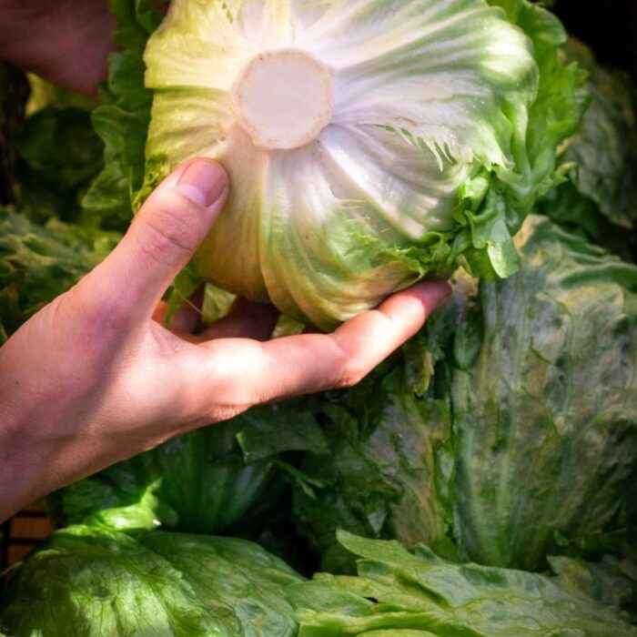 Lattuga Iceberg